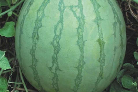 新生代無(wú)籽2號
