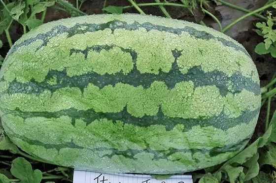 西瓜只為夏天而生嗎？