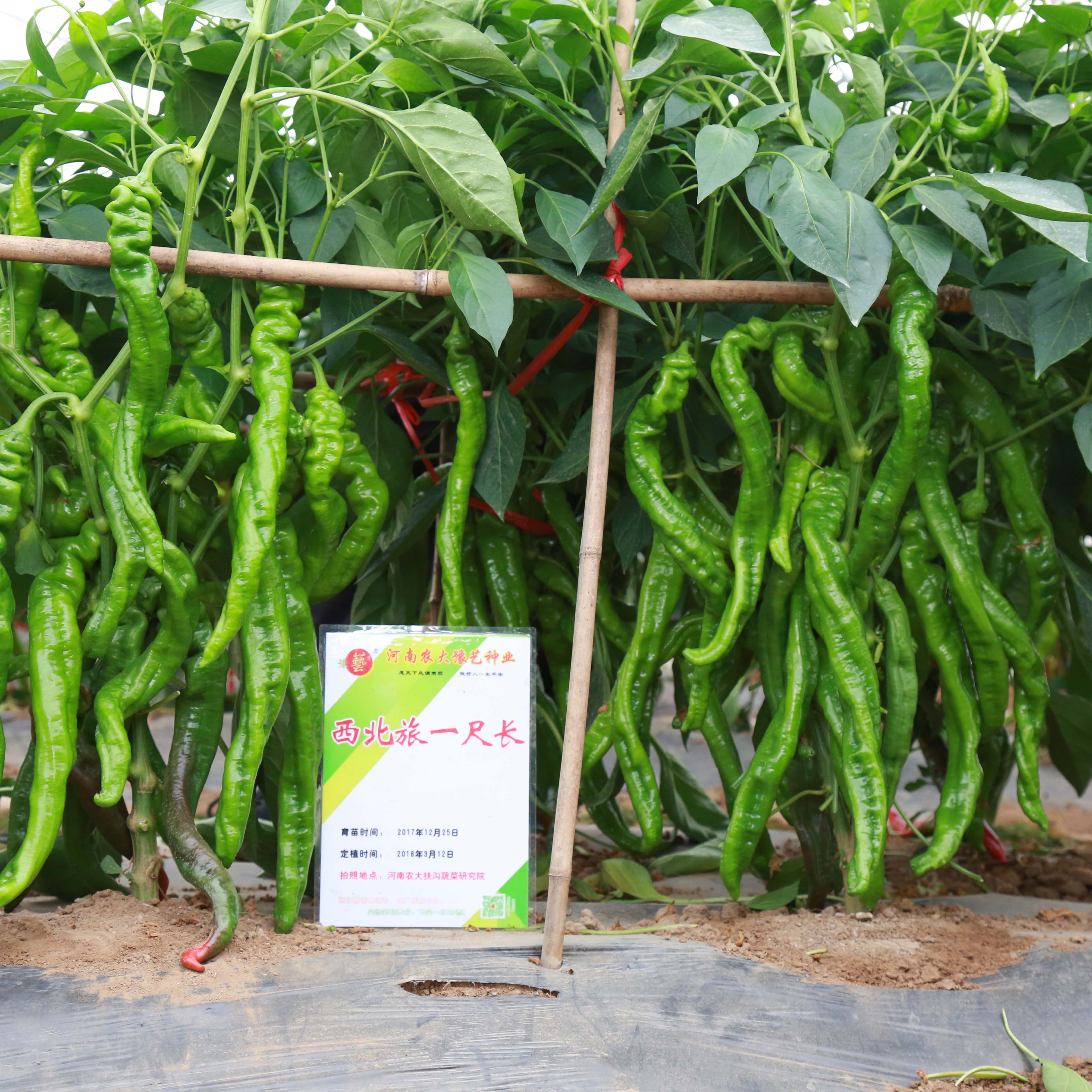 西北旅一尺長(cháng)