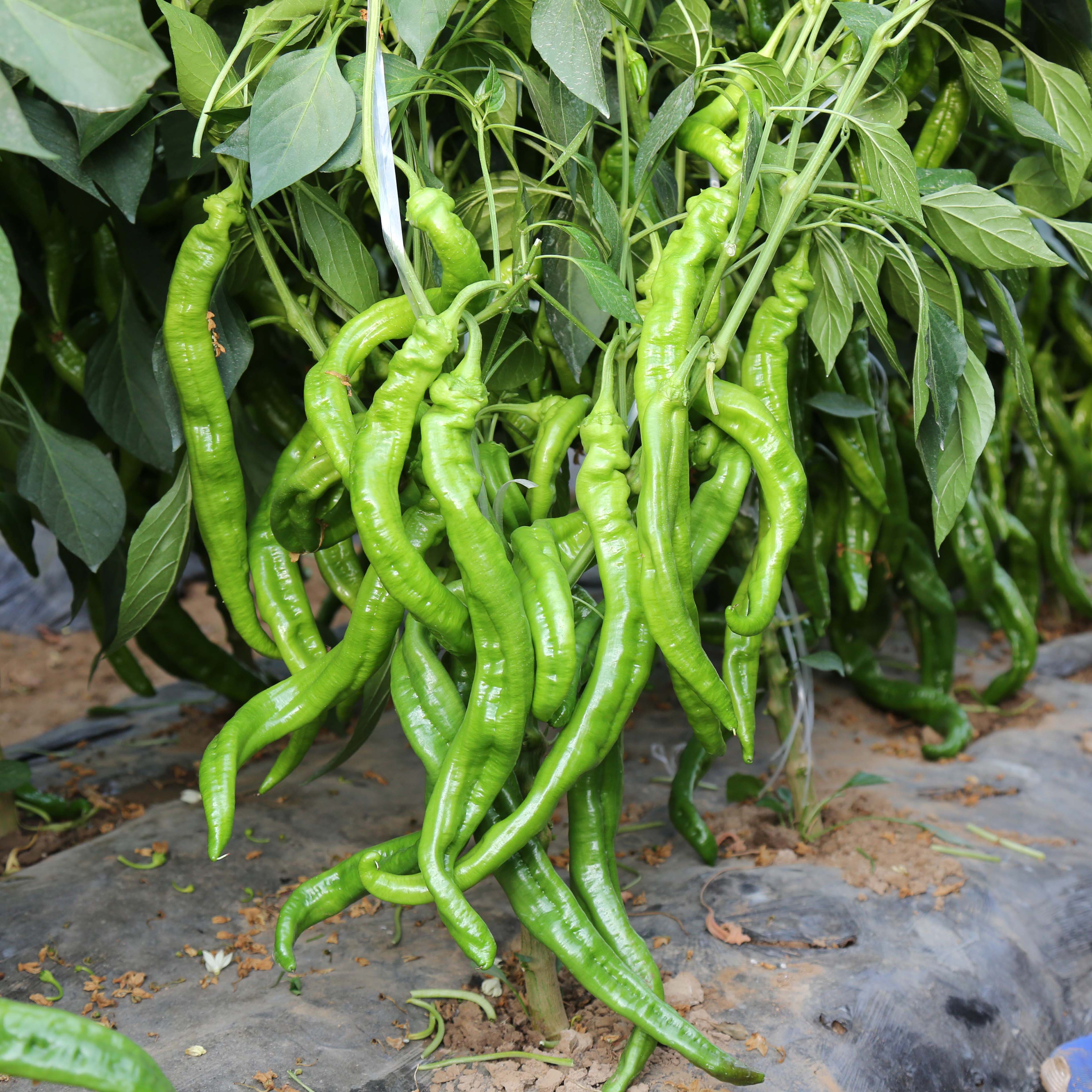 西北旅一尺長(cháng)