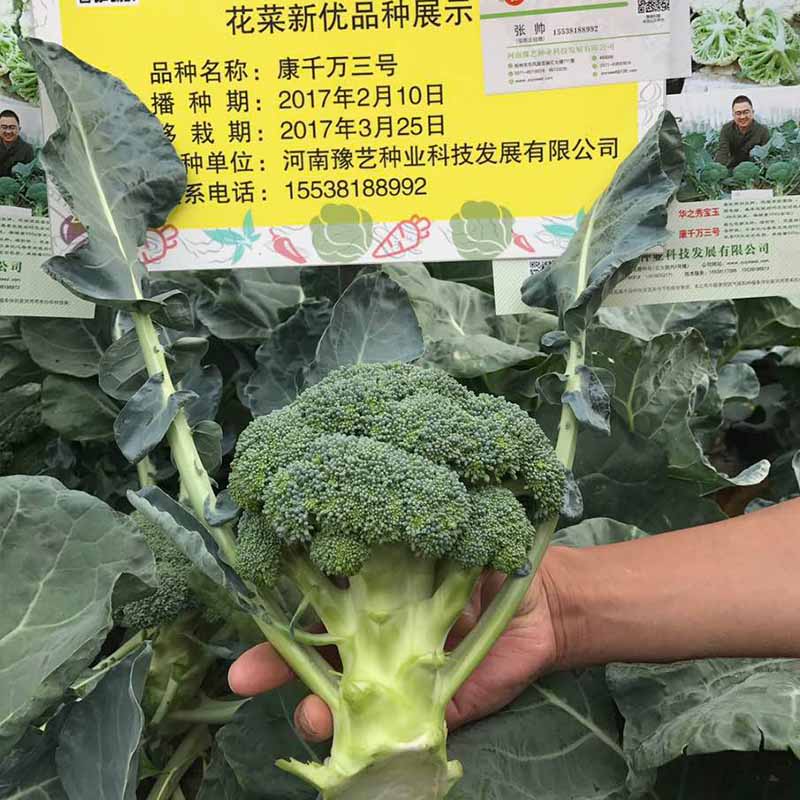 康千萬(wàn)三號