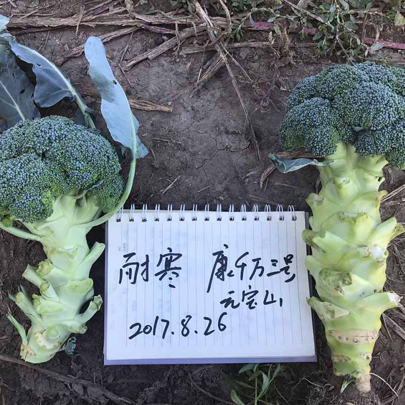 康千萬(wàn)三號