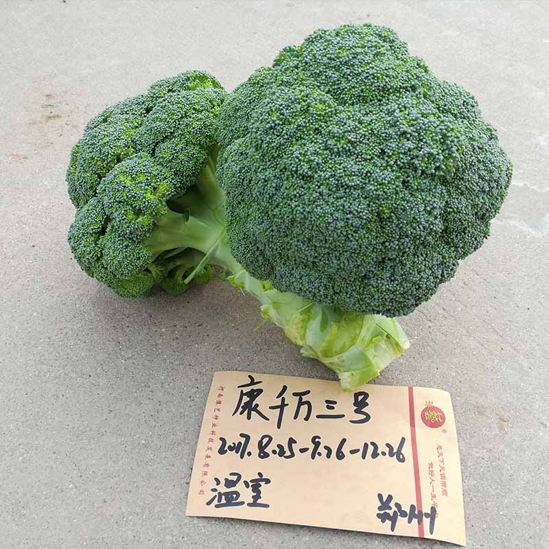 康千萬(wàn)三號