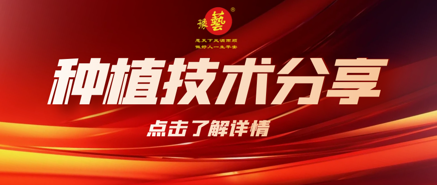要想種出精品率高的胡蘿卜，這7點(diǎn)要注意！